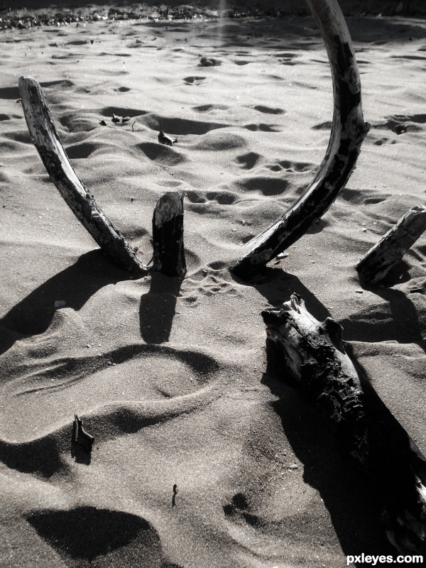 Drift Wood